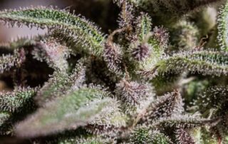 what is a terpene?