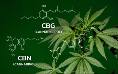 cbn cbg